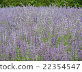 Lavender field 22354547