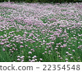 Lavender field 22354548