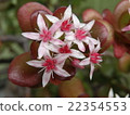 Qian Tree Flower 22354553