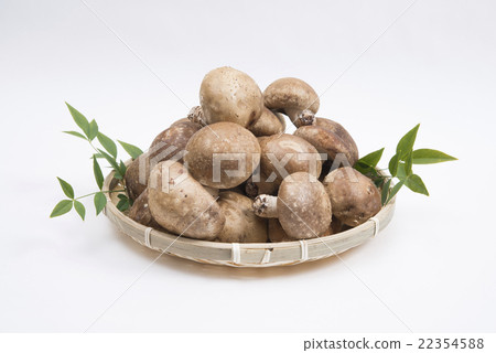 與竹灌木的香菇與南部的天空葉子 與竹灌木的香菇與南部的天空葉子 22354588