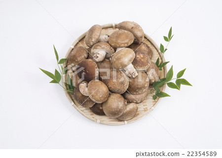 與竹灌木的香菇與南部的天空葉子 22354589