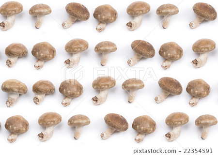 香菇模式 香菇模式 22354591