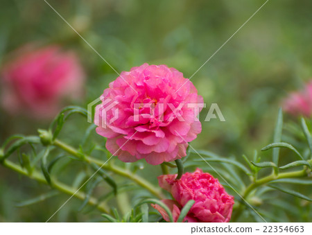Portulaca flower  22354663