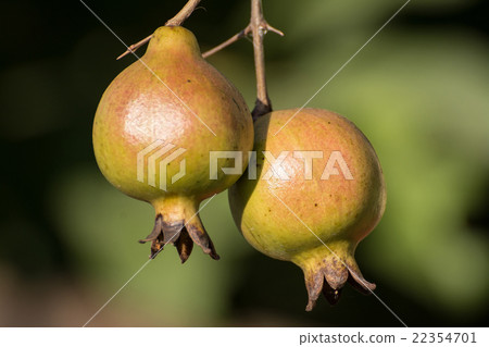 pomegranate on a tree 22354701
