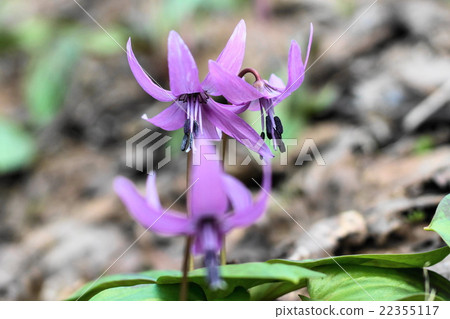 Katakuri no Hana（旭川市） 22355117