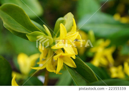 Rustic and beautiful Ezonaniwas 22355339