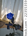 Blue rose 22355359