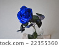 Blue rose 22355360