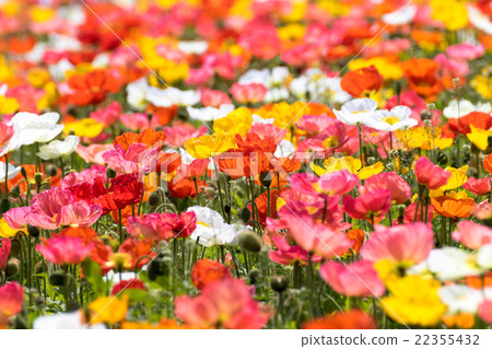 Iceland Poppy Flower Field 22355432