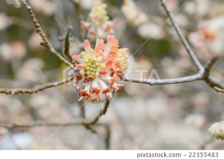 Akabana Mitsumata 22355483