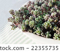 succulent plants 22355735