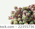 succulent plants 22355736
