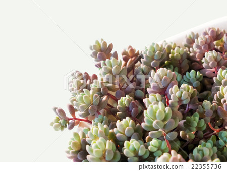 succulent plants succulent plants 22355736