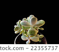 succulent plants 22355737