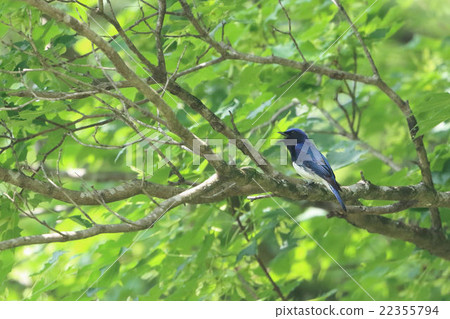 Oorli Oorli 22355794