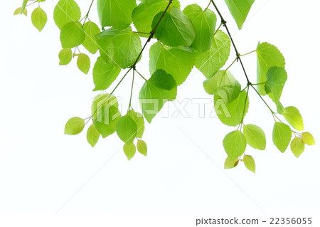 Fresh green wigs Fresh green wigs 22356055