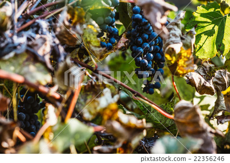 Grapes and colorful autumn leaves Grapes and colorful autumn leaves 22356246
