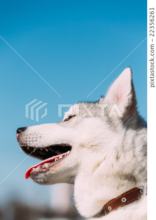 Close Up Of Young Funny Gray Husky Puppy Dog 22356261