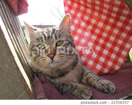 Rose garden cat Kimitsu City 22356357