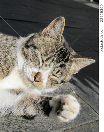 Rose garden cat Kimitsu City 22356399