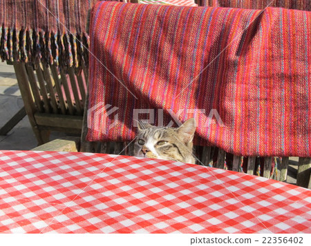 Rose garden cat Kimitsu City 22356402