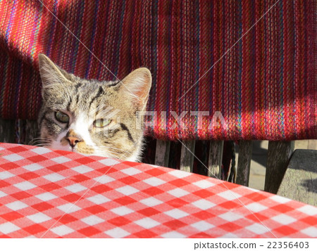 Rose garden cat Kimitsu City 22356403