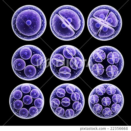 Stock Illustration: Process division of cell