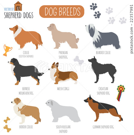 Dog breeds. Shepherd dog set icon. Flat style 22357991