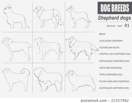 Dog breeds. Shepherd dog set icon. Flat style 22357992