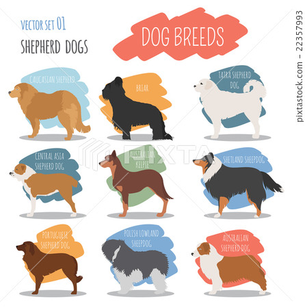 Dog breeds. Shepherd dog set icon. Flat style 22357993