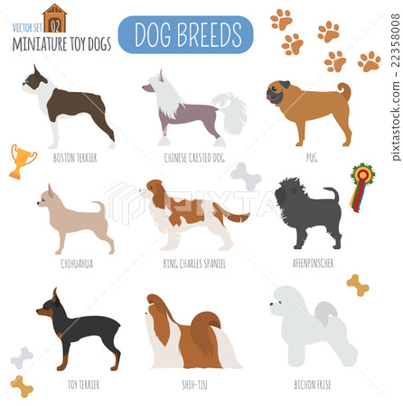 Dog breeds. Miniature toy dog set icon. Flat style Dog breeds. Miniature toy dog set icon. Flat style 22358008