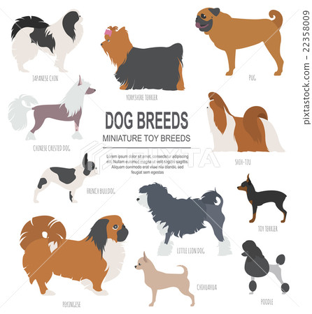 Dog breeds. Miniature toy dog set icon. Flat style Dog breeds. Miniature toy dog set icon. Flat style 22358009