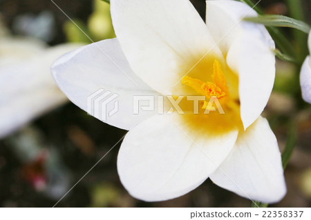 早春代表性花番紅花 早春代表性花番紅花 22358337