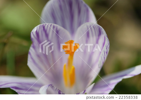 早春代表性花番紅花 22358338