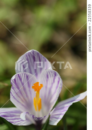 早春代表性花番紅花 早春代表性花番紅花 22358339