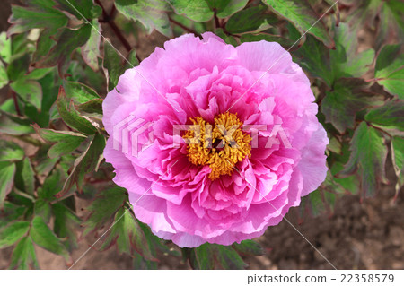 Peony (Sukagawa Mudan-en Garden) 22358579