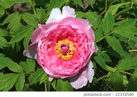 牡丹（Sukagawa Mudan-en Garden） 22358580