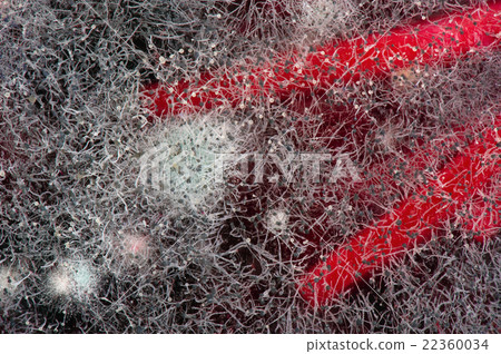 Mould in cake-2 22360034