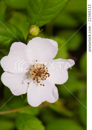 Wildrose Wildrose 22360115