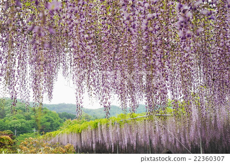May Fuwa Fuji and Legume Department 109 Taito 22360307