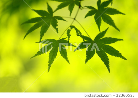 Fresh green 22360553