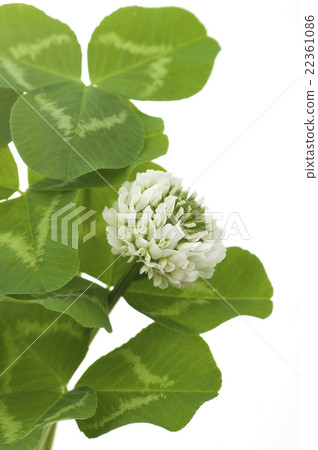 白三葉草 22361086