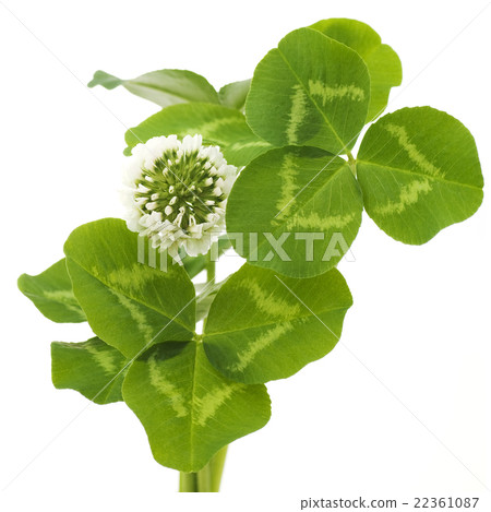 白三葉草 22361087