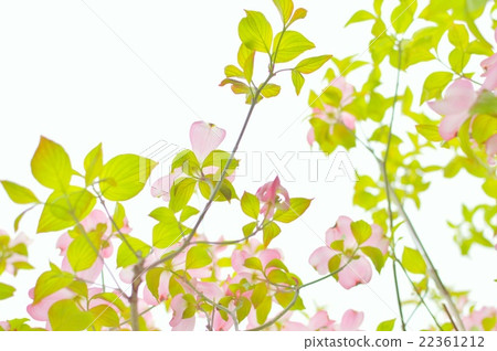Dogwood Dogwood 22361212