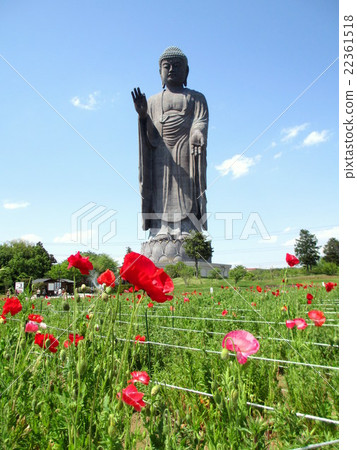 Ushiku great Buddha and poppy fields 22361518