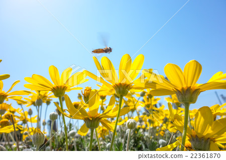 Juliusus Daisy Juliusus Daisy 22361870