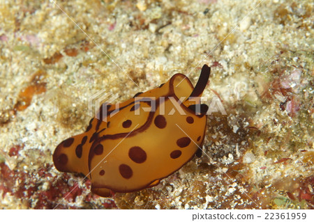 Tigire Fusiera Guy 22361959