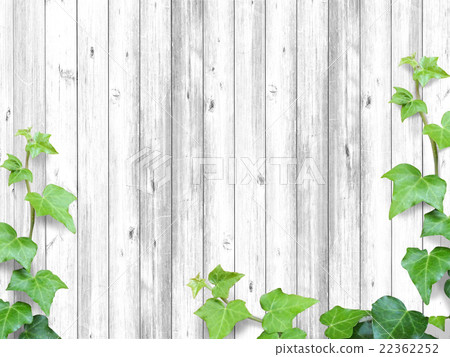 Background White Wood Panel And Ivy 04 Stock Photo