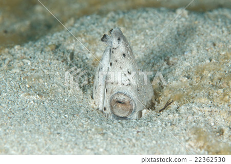 Minami scallops 22362530