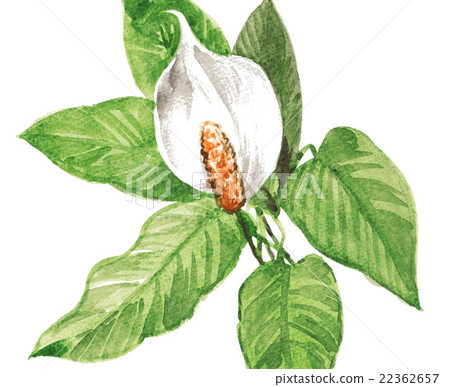 Spatistime 16517pix 7 22362657